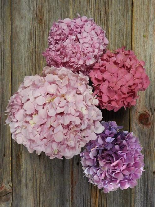 ASSORTED HYDRANGEAS